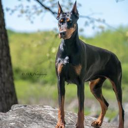 Saxbell's Jayda - Doberman Pinscher