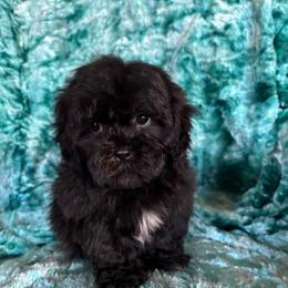 Onyx - Black and white male Shihpoo puppy in Knoxville, Tennessee from Rocky Top Cavapoos
