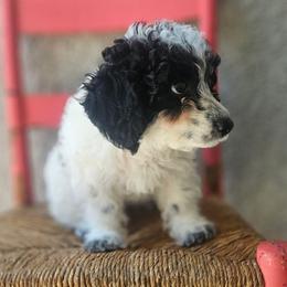Lily - Black and white female Cavapoo puppy in Tucson, Arizona from Ever After Doodles Arizona