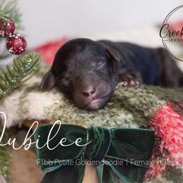 Jubilee - Phantom female Goldendoodle puppy in Woodruff, South Carolina from Crooked Creek Doodles and Poodles