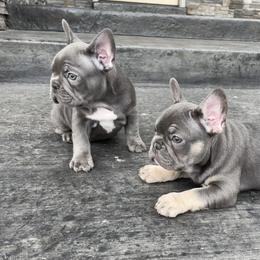 French Bulldog Puppies from Blue Lotus Frenchies