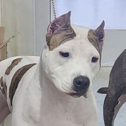 Bonnie - American Staffordshire Terrier