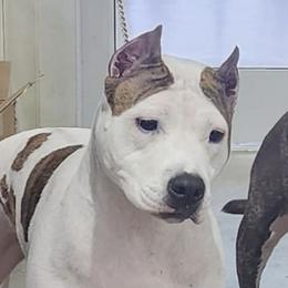Bonnie - American Staffordshire Terrier
