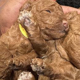 Poodles from CashEuro Poodles
