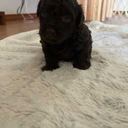 Poodle Puppies from Roxana's Poodles