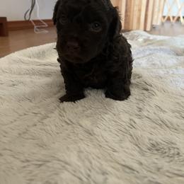Poodle Puppies from Roxana's Poodles