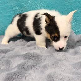 MARBLES - White and black female Pembroke Welsh Corgi puppy in Walker, Iowa from Double K Corgis