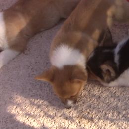 Pembroke Welsh Corgi Puppies from Sunrise Corgis Los Angeles