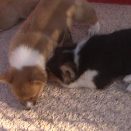 Pembroke Welsh Corgi Puppies from Sunrise Corgis Los Angeles