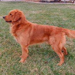Golden Retrievers from Hosmer's Golden Retrievers