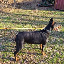 Doberman Pinscher All Grown Up from Ozark Mountain Royal Doberman