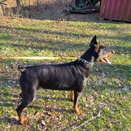 Doberman Pinscher All Grown Up from Ozark Mountain Royal Doberman