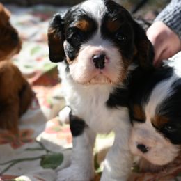 Cavalier King Charles Spaniel Puppies from Critter's Cottage Cavaliers