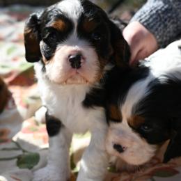 Cavalier King Charles Spaniel Puppies from Critter's Cottage Cavaliers