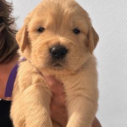 2nd pick girl - Golden female Golden Retriever puppy in Fresno, California from Warwick’s Central California Goldens