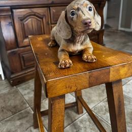 Roxy - Dapple female Dachshund puppy in Glen Saint Mary, Florida from 🍯 Honey Pot Dachshunds 🐾
