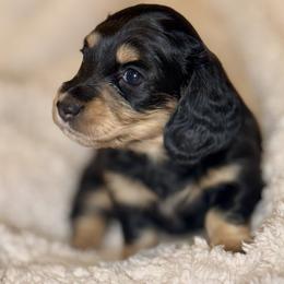 Black and cream girl 2 - Black and cream female Dachshund puppy in Wickenburg, Arizona from Glossy Doxies