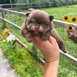 Carmella (Chocolate and Tan Female) - Chocolate and tan female Pomeranian puppy in Buck Valley, Pennsylvania from Buck Valley Pomeranians