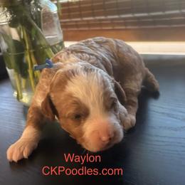 Waylon - Cream male Poodle puppy in Lance Creek, Wyoming from CK Poodles LLC