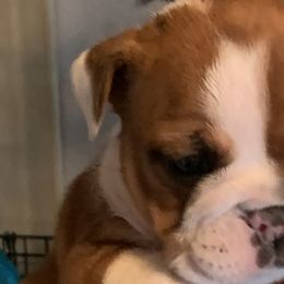 Bulldogs from Heavensent Bulldogs