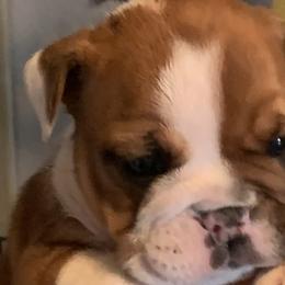 Bulldogs from Heavensent Bulldogs