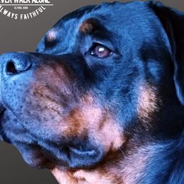 Gracie - Rottweiler