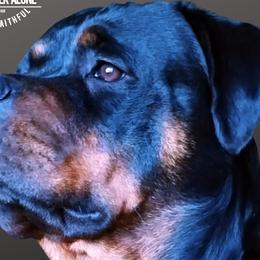 Gracie - Rottweiler