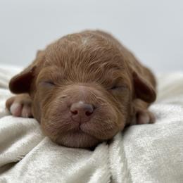 Arrow - Red  male Goldendoodle puppy in Queen Creek, Arizona from Goldendoodle AZ