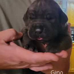 Cane Corso Puppies from Samantha Jackson