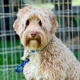 Skye - Australian Labradoodle