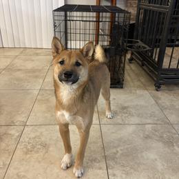 Charles - Red male Shiba Inu puppy in Las Vegas, Nevada from AKZ Shiba Inus
