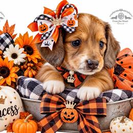 Miss. Pink-3600 - Dapple female Dachshund puppy in Sparr, Florida from From the Heart Doxies