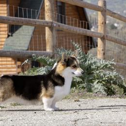 Bibbidi - Black and tan female Pembroke Welsh Corgi puppy in Caliente, California from Rafter Cross 7