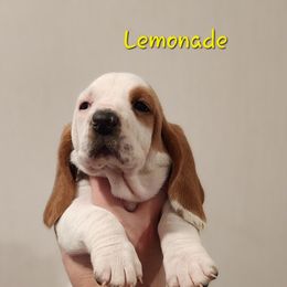 Basset Hound Puppies from Twin Creek Acres