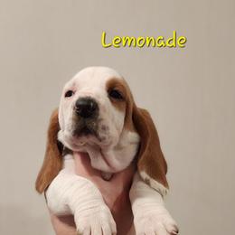 Basset Hound Puppies from Twin Creek Acres