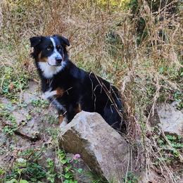 Willow - Australian Shepherd