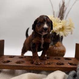 Steel unfurnished - Sable male Bernedoodle puppy in Ocala, Florida from Bernedoodles of Florida