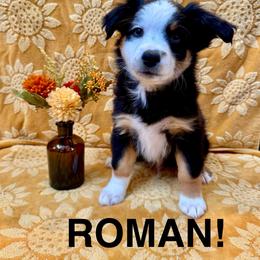 Roman - Black tri male Miniature American Shepherd puppy in Rochelle, Illinois from Countryside Kennels and Aussies