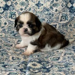 Ollie - Gold and white male Shih Tzu puppy in Shawnee, Oklahoma from Black Velvet Shih Tzu