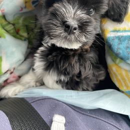 Havanese Puppies from Estelle's Havanese
