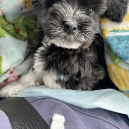 Havanese Puppies from Estelle's Havanese