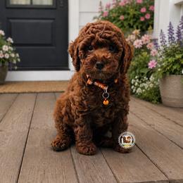 Ceasar - Red  male Poodle puppy in Salem, Missouri from Meadowbrook Poodles