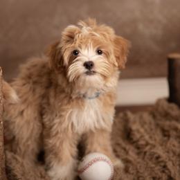 Turquoise Boy Toy Size - Apricot male Goldendoodle puppy in Dallas, Texas from Bishop Golden Doodles