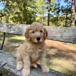 Pink girl AKA - Rosie - Cream female Goldendoodle puppy in Thomasville, Georgia from South Georgia Golden Doodle Ranch LLC
