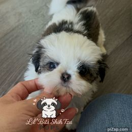 Cira - Sable and white female Shih Tzu puppy in Walkertown, North Carolina from Lil’ Bit’s Shih Tzu