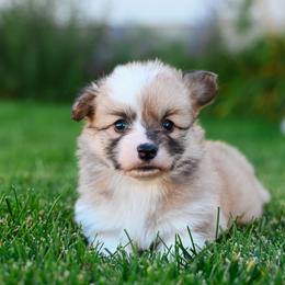 Yeti - Fawn female Pembroke Welsh Corgi puppy in Mona, Utah from Sorensen Corgis