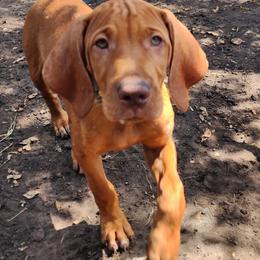 Vizsla Puppies from CW Legacy Vizslas