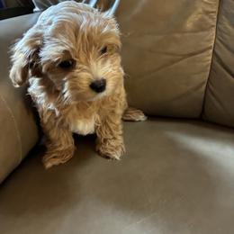 Marla - Fawn sable female Havapoo puppy in Centerville, Idaho from HopplevalleyPTA...(Puppies To Adore)