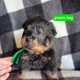 Green boy - Black and mahogany male Rottweiler puppy in Custer County, Oklahoma from Rough Creek Kennels