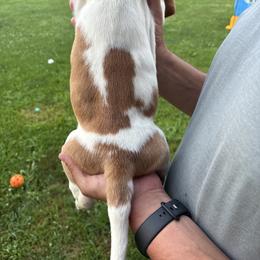Basset Hound Puppies from Tia Blystone